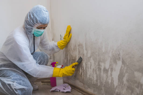 Best Mold Remediation for Vacation Homes  in Island Heights, NJ