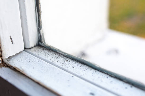 Best Water Damage & Mold Remediation  in Island Heights, NJ