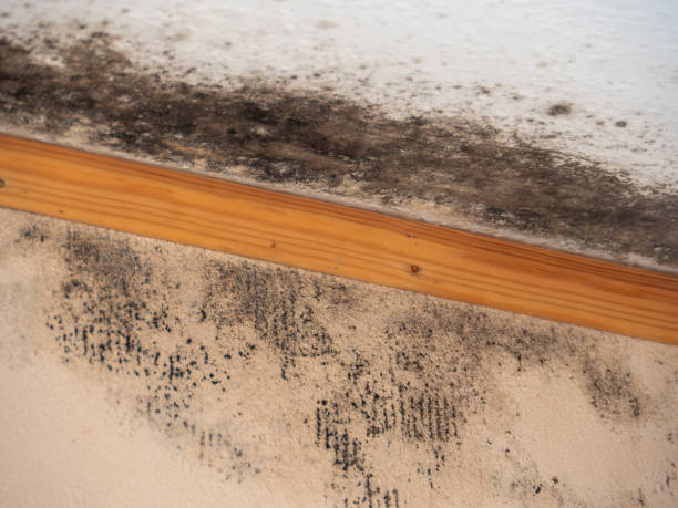 Best Comprehensive Air Testing for Mold Contaminants  in Island Heights, NJ