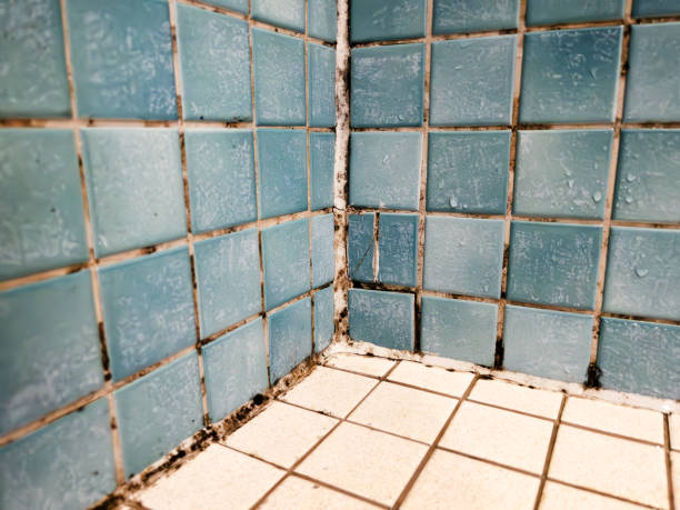Best Mold Documentation for Insurance Claims  in Island Heights, NJ