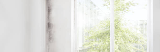 Best Biohazard Mold Removal  in Island Heights, NJ
