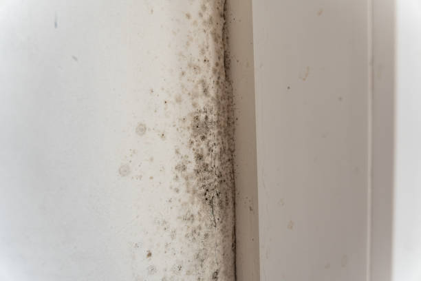 Best Asbestos and Lead Testing During Mold Inspection  in Island Heights, NJ
