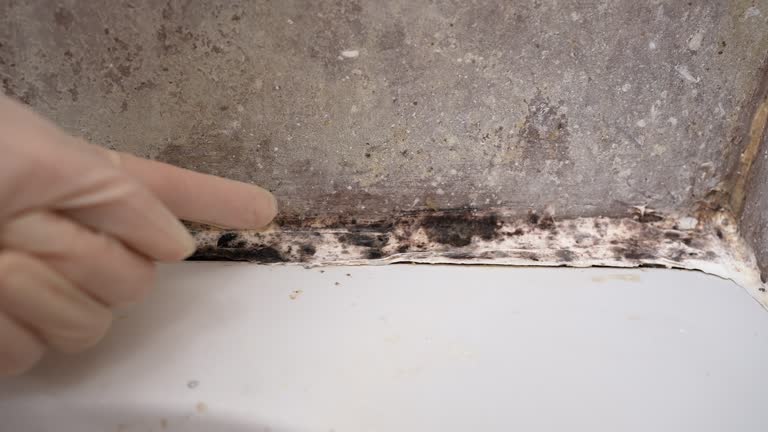  Island Heights, NJ Mold Removal Pros