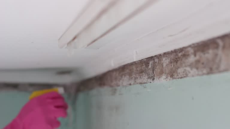 Best Mold Removal for HVAC Installations  in Island Heights, NJ